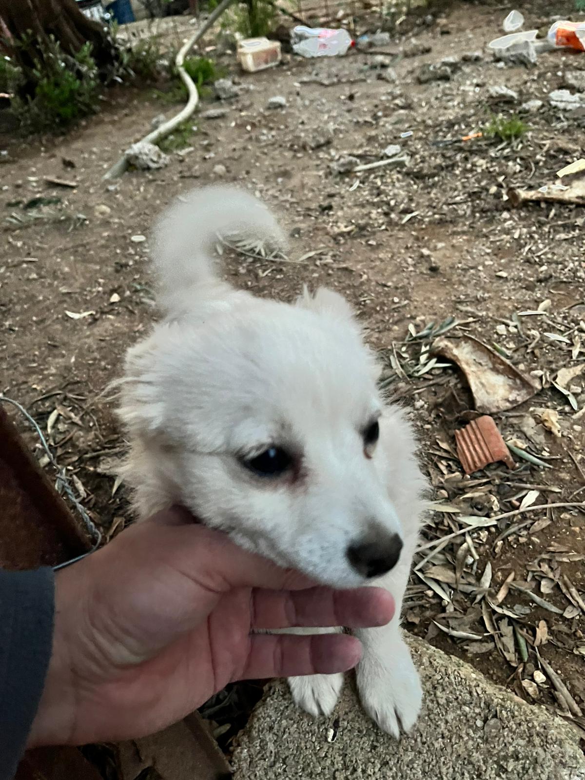 Aksu Coşkun Veteriner Kliniği Dış Saha Bakımı