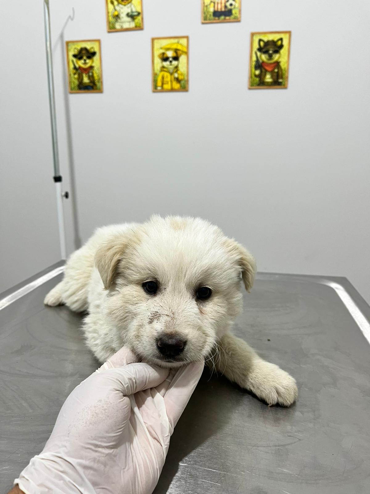 Aksu En Yakın Veteriner Kliniği Coşkun Klinik Bakım