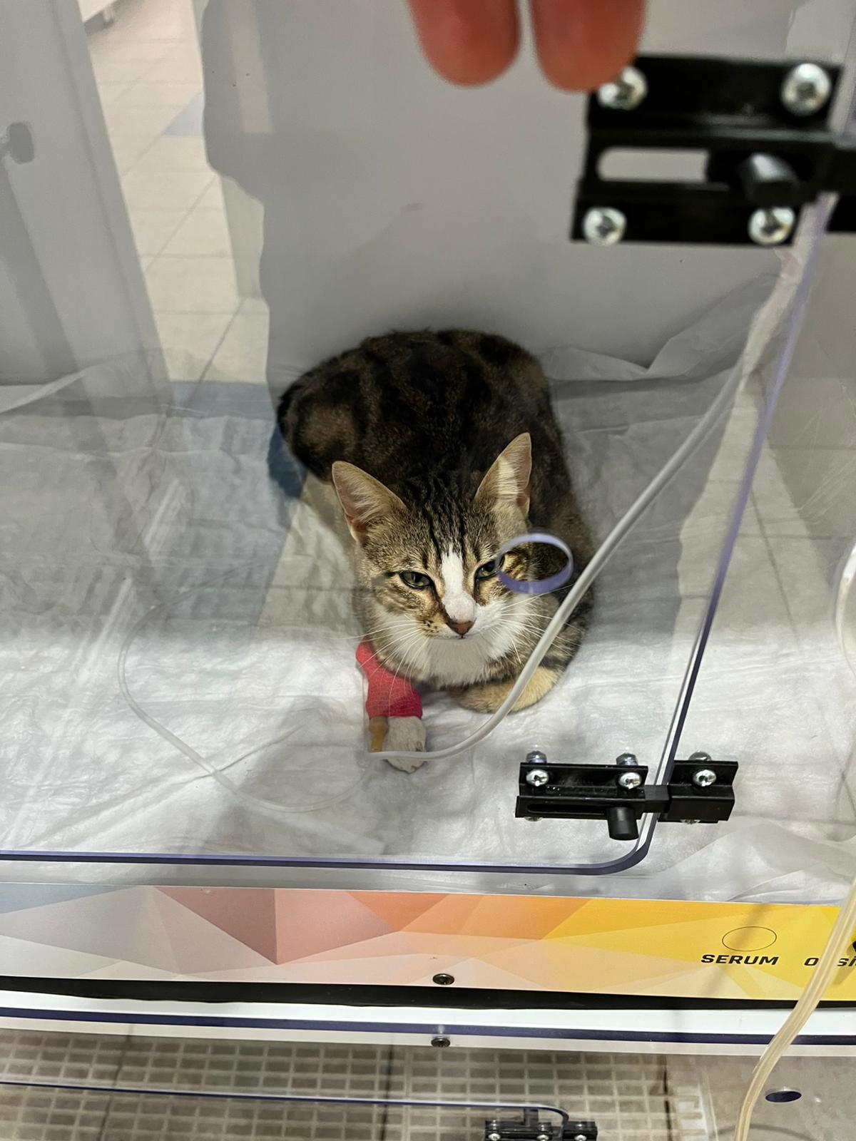 Aksu Veteriner Kliniği Kedi Sağlık Kontrolleri