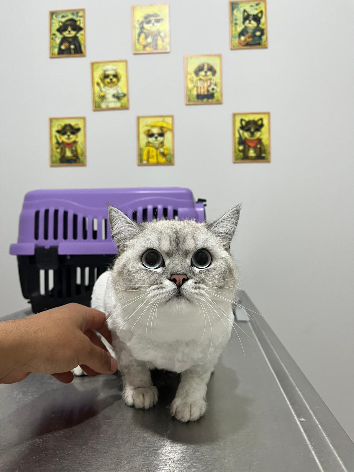 Aksu Veteriner Kliniği Rutin Kedi Kontrolü