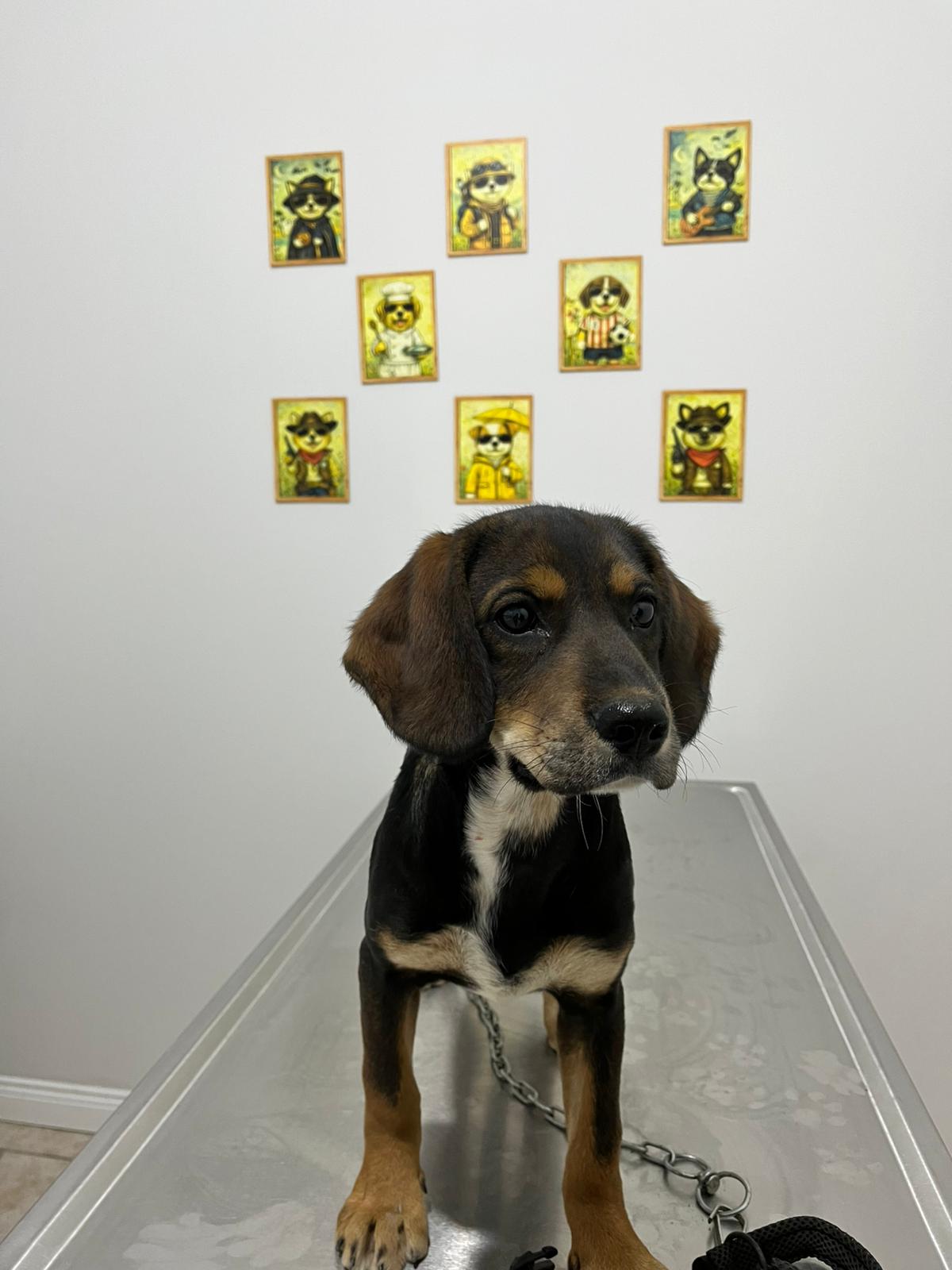 Antalya Aksu Coşkun Veteriner Köpek Aşısı ve Bakımı