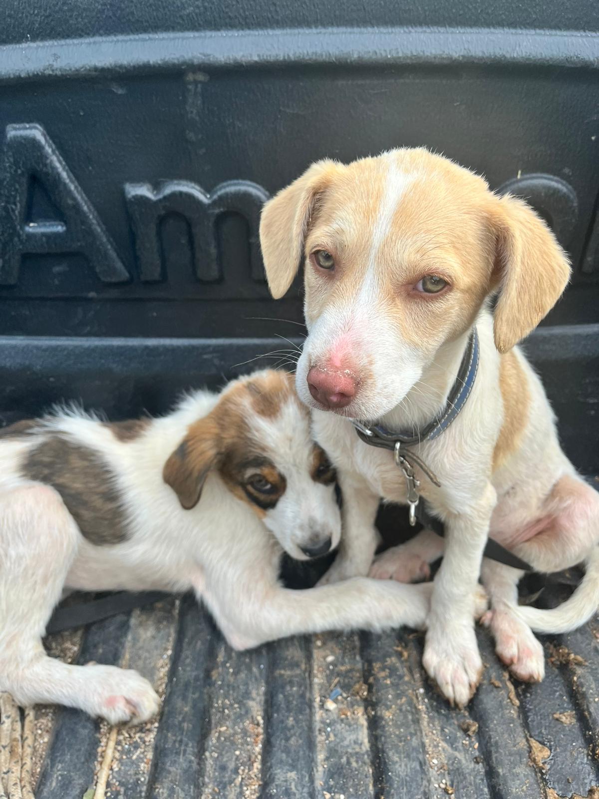 Antalya Aksu Veteriner Köpek Hastalık Tedavisi