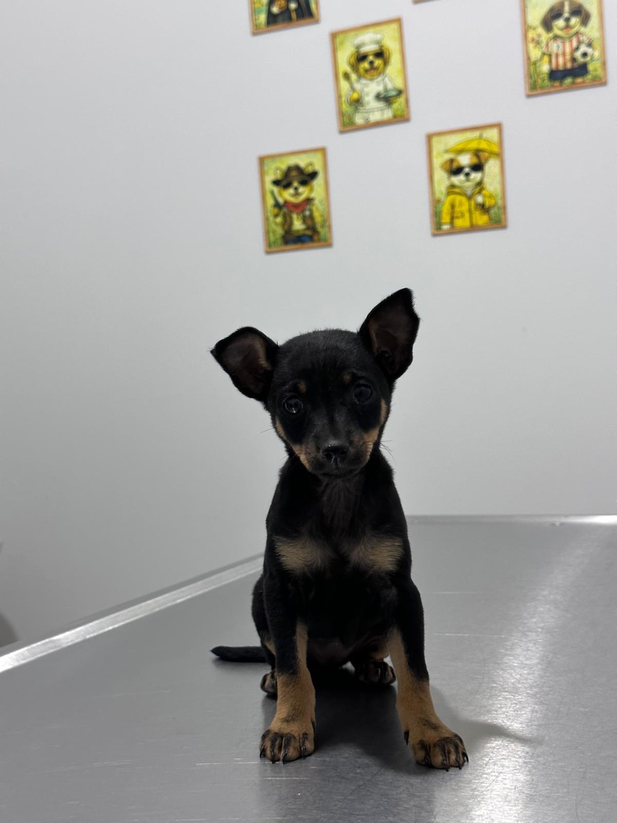 Coşkun Veteriner Aksu Hayvan Genel Muayene